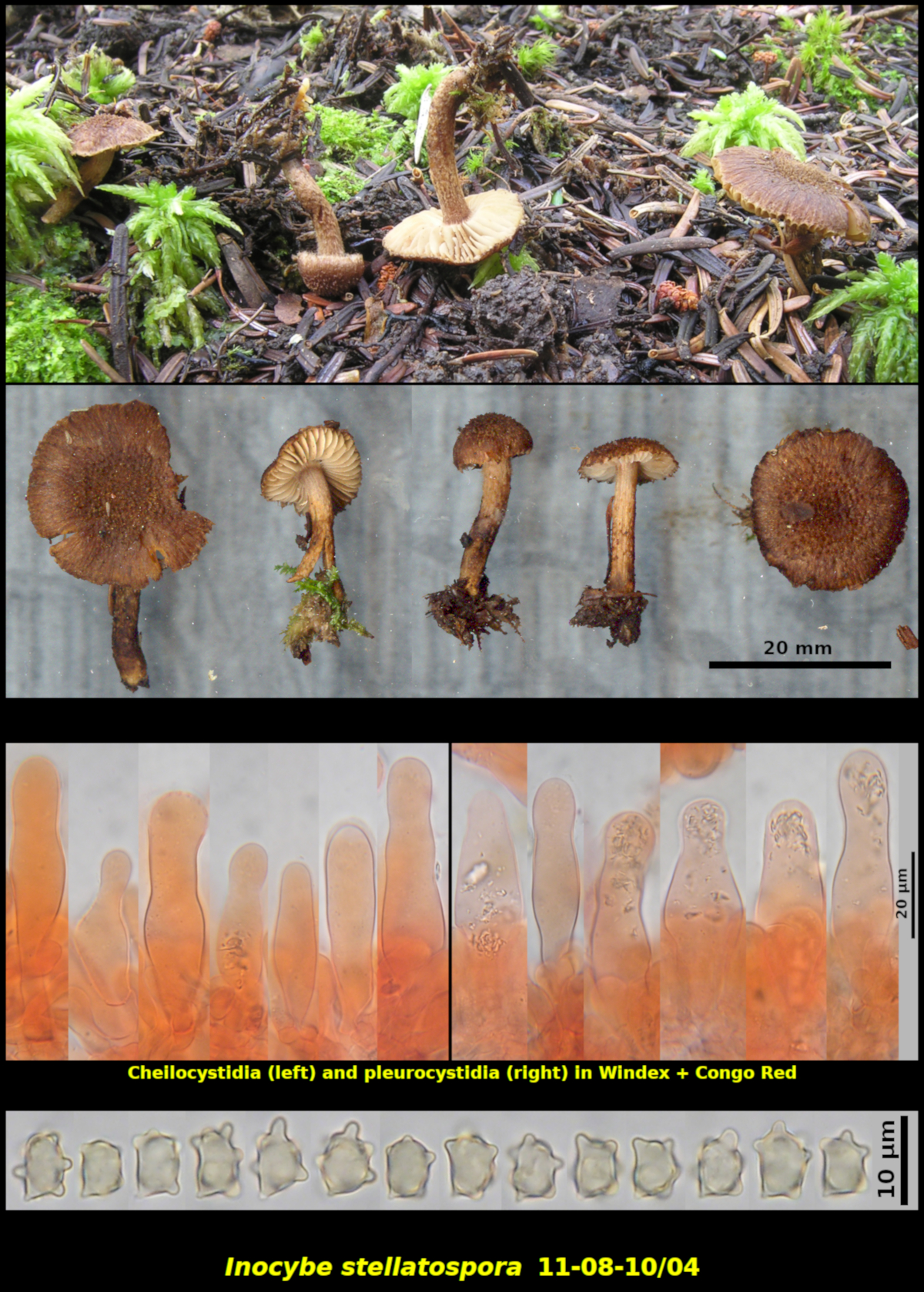 Picture of Inocybe stellatospora 11-08-10/04